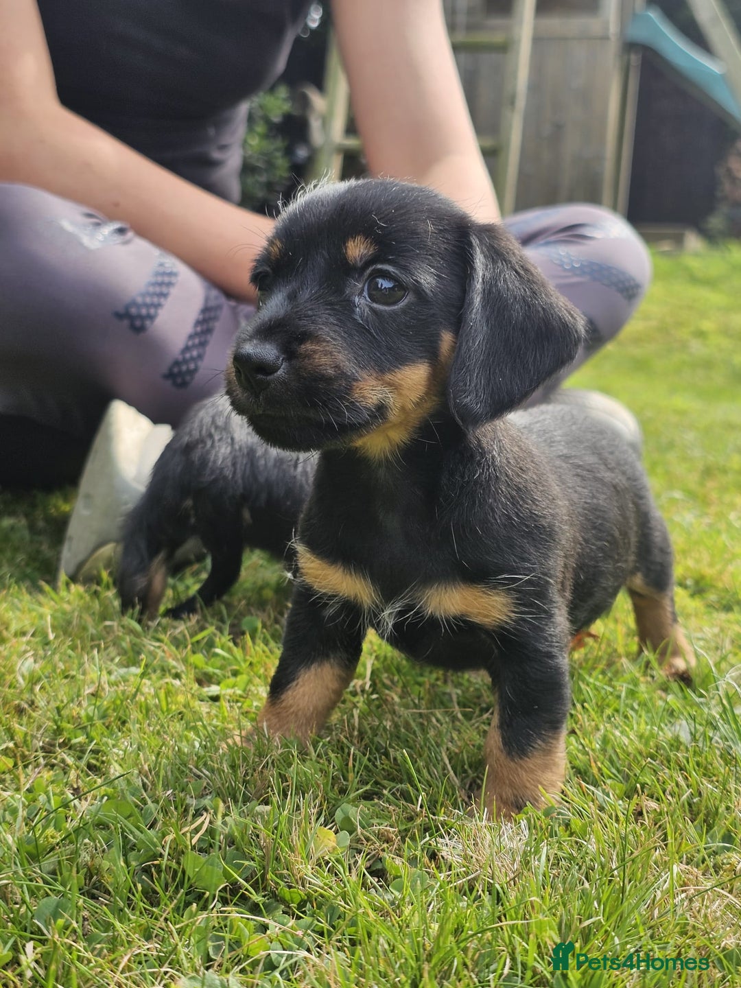 Mixed Breed dogs for sale: Norfolk Sausages Mini Dachshund x Norfolk terrier  - Image 1