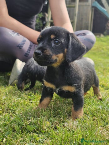 Mixed Breed dogs - Advert 16