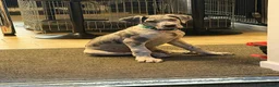Great Dane dogs for sale: Male great dane  - Advert 2