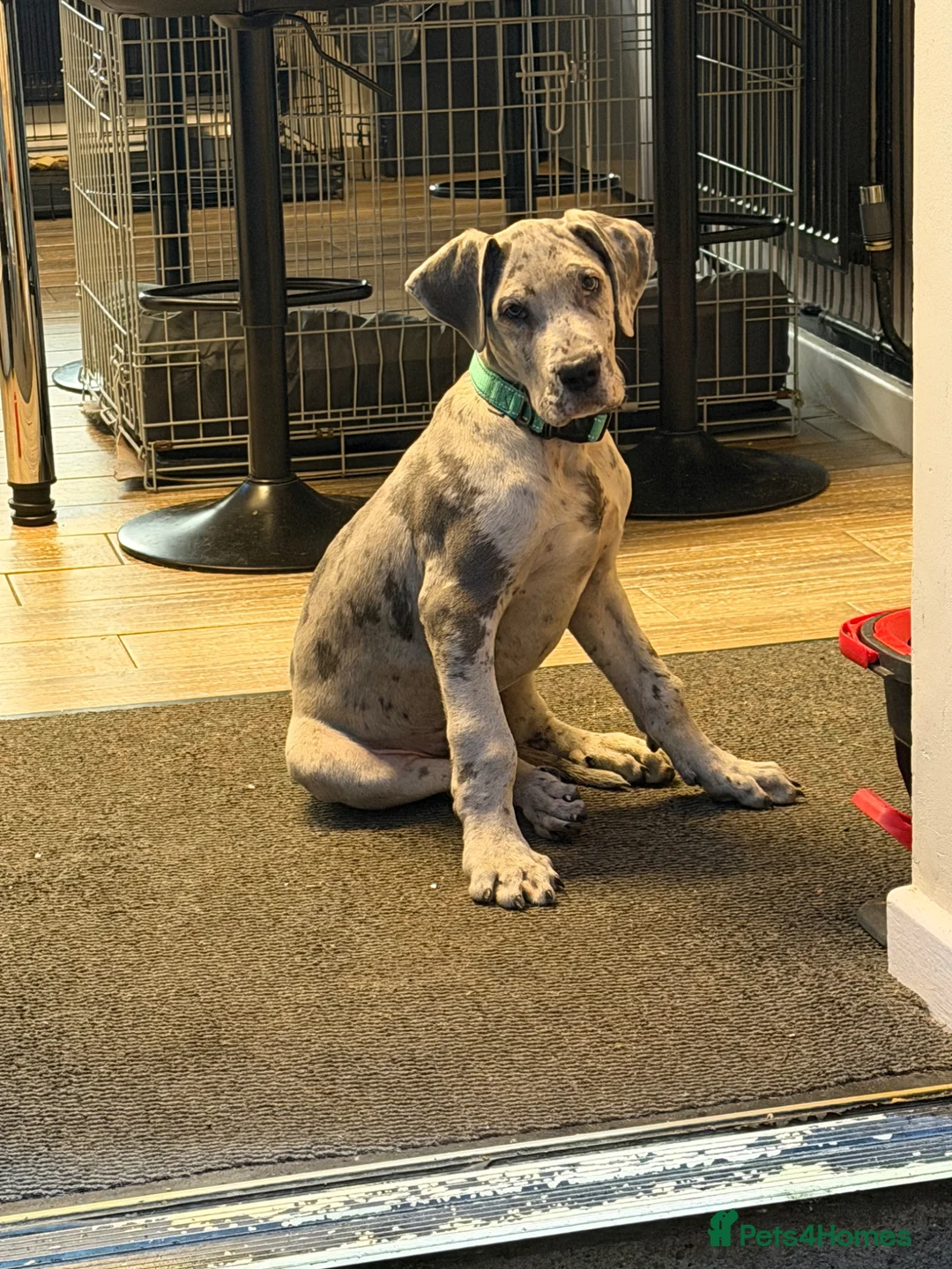 Great Dane dogs for sale: Male great dane  - Advert 2