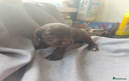 Cocker Spaniel dogs for sale: 7 beautiful cocker spaniels  - Image 15