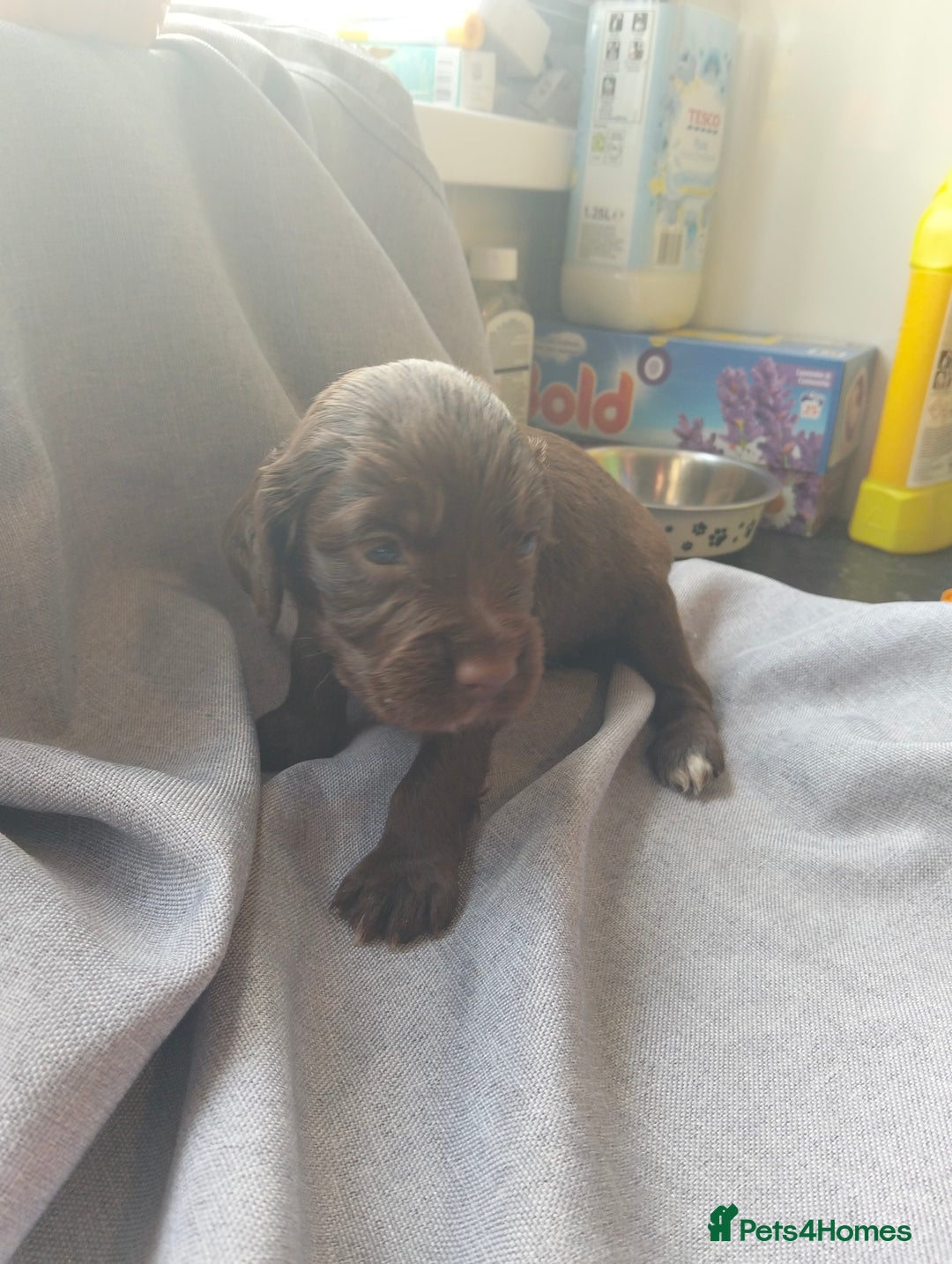 Cocker Spaniel dogs for sale: 7 beautiful cocker spaniels  - Image 15