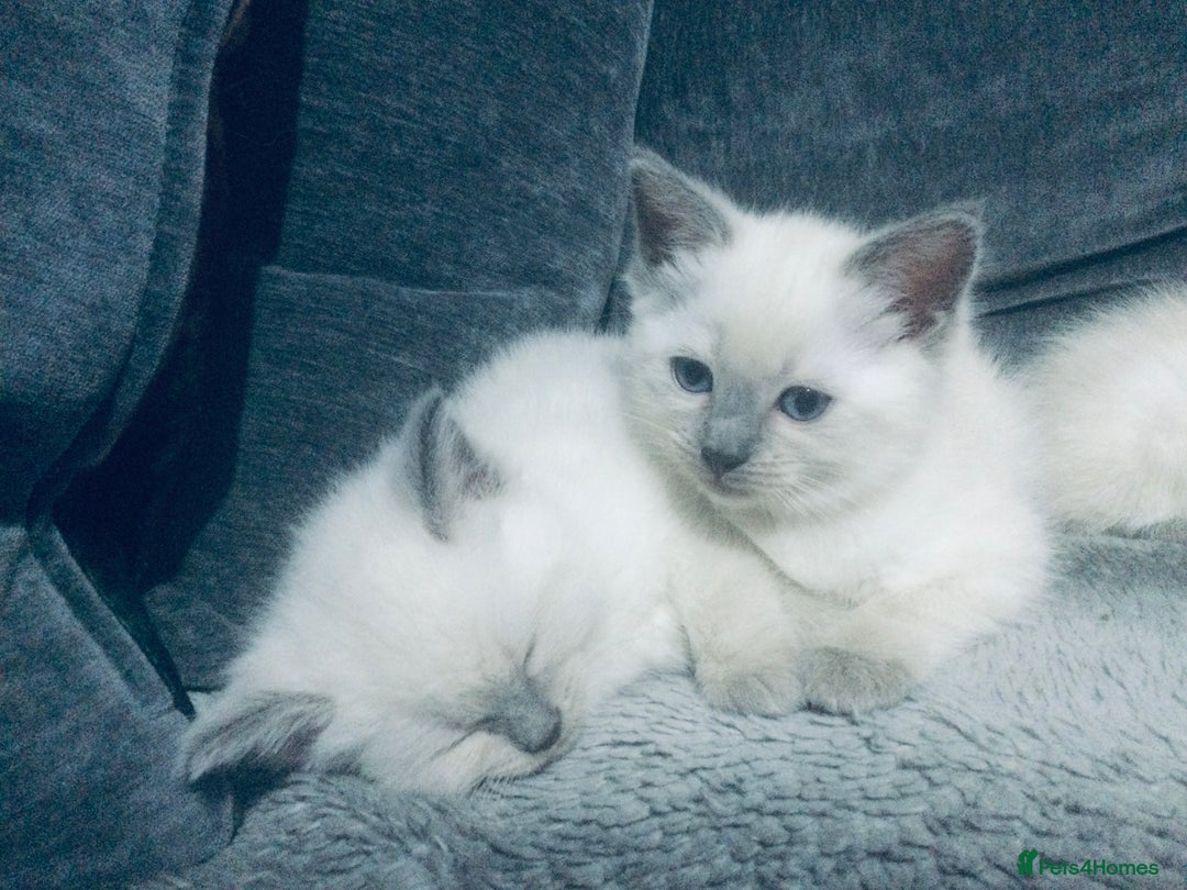 British Shorthair cats for sale:  Ragdoll x British shorthair kittens  - Image 9