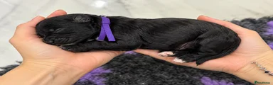 Bernedoodle purple collar