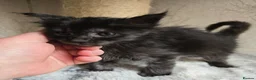 Maine Coon cats for sale: Hand Reared Black Smoke Maine Coon Kittens - Advert 4
