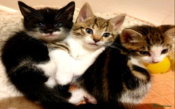Mixed Breed cats for sale: Adorable trio of kittens  - Image 37