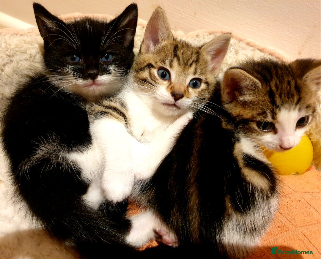 Mixed Breed cats for sale: Adorable trio of kittens  - Image 37