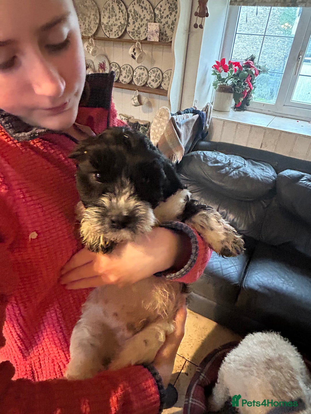 Cavapoo dogs for sale: Beautiful Cavapoo puppies  - Advert 20