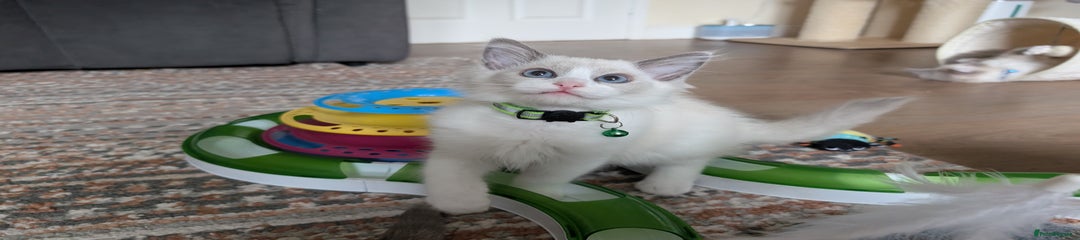 Light Green Collar