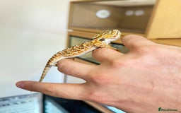 Bearded Dragon reptiles for sale: Last 3 baby dragons AVAILABLE NOW  - Image 15