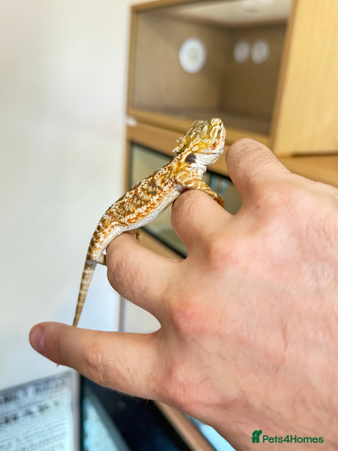 Bearded Dragon reptiles for sale: Last 3 baby dragons AVAILABLE NOW  - Image 15