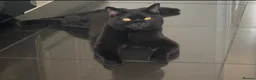 British Shorthair cats for stud: NOAH – BLACK ONYX | BRITISH SHORTHAIR STUD - Advert 2
