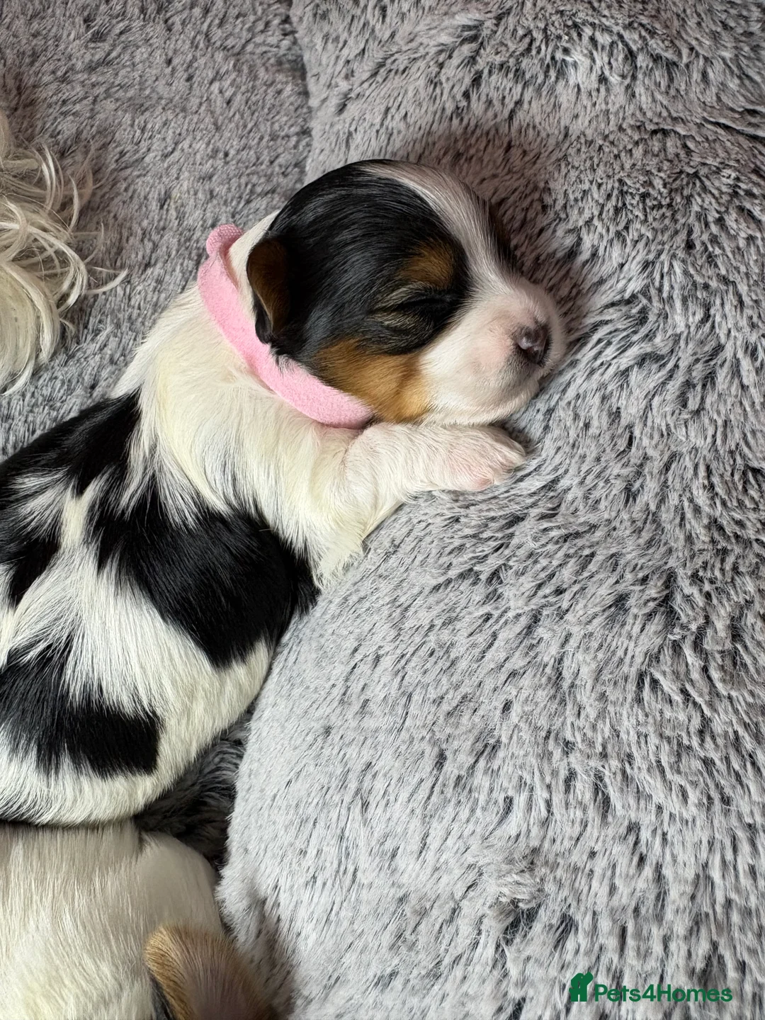 Yorkshire Terrier dogs for sale: Pure Biewer York Terriers for sale - Advert 14