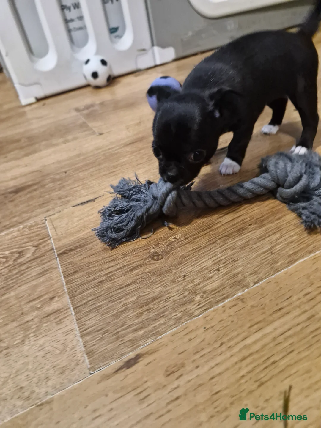 Chihuahua dogs for sale: Three beautiful chihuahuas - Advert 6