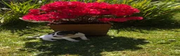 Jack Russell dogs for sale: Jack Russell Puppies For Sale - Advert 3