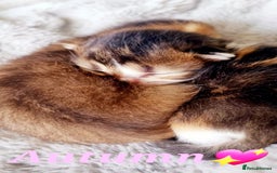 Scottish Fold cats for sale: TICA REGISTERED SCOTTISH BABIES  - Image 16
