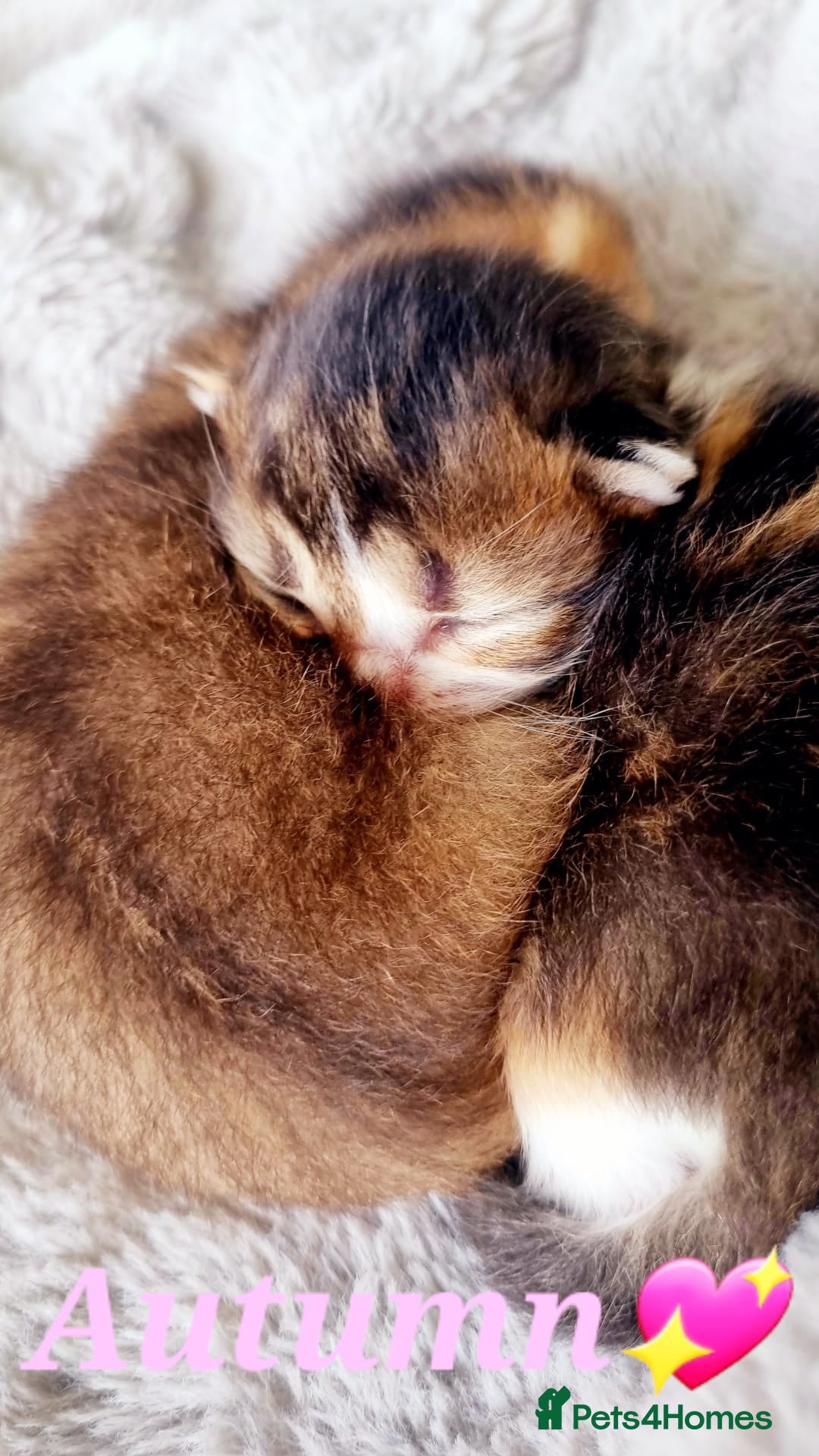 Scottish Fold cats for sale: TICA REGISTERED SCOTTISH BABIES  - Image 16