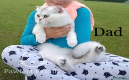 British Shorthair cats for sale: Now reserved - BLH girl  - Advert 5