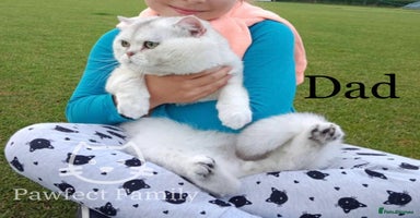 British Shorthair cats - Advert 8