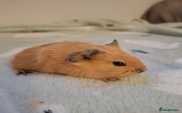 Guinea Pig rodents for sale: Beautiful Baby Guinea Pigs - Image 11