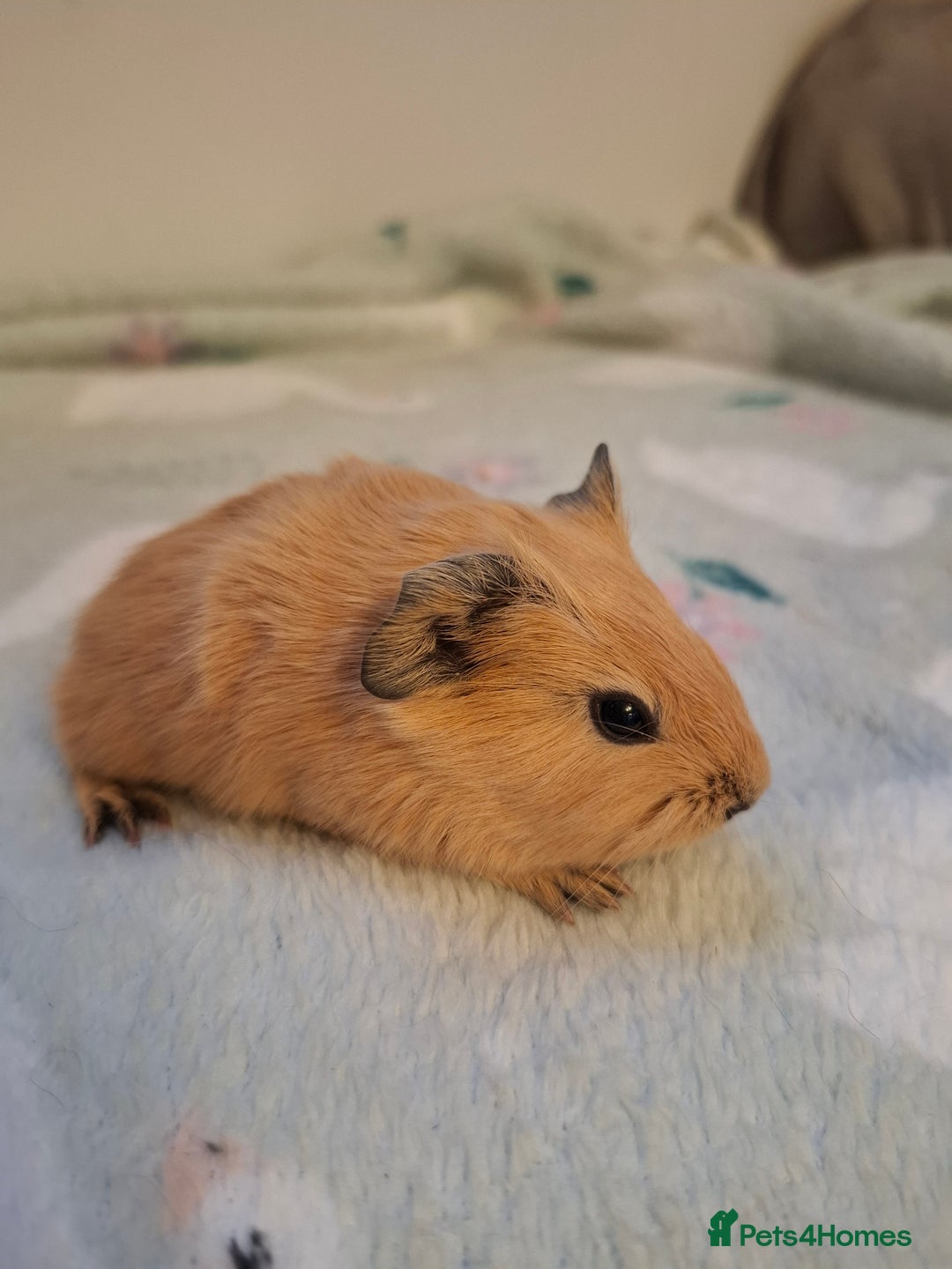 Guinea Pig rodents for sale: Beautiful Baby Guinea Pigs - Image 11