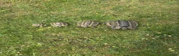 Tortoise reptiles for sale: Greek spur-thighed tortoises (Testudo graeca)  in Worthing - Advert 2