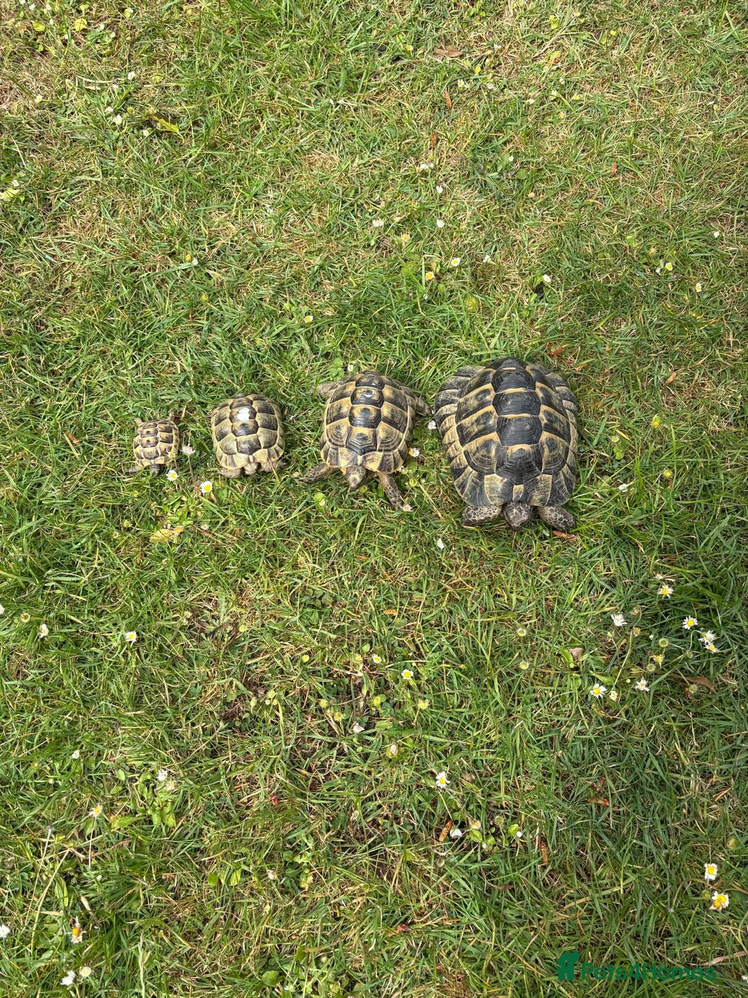 Tortoise reptiles for sale: Greek spur-thighed tortoises (Testudo graeca)  in Worthing - Advert 2