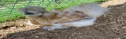Chickens poultry for sale: Bearded Silkie Hatching Eggs - Advert 12