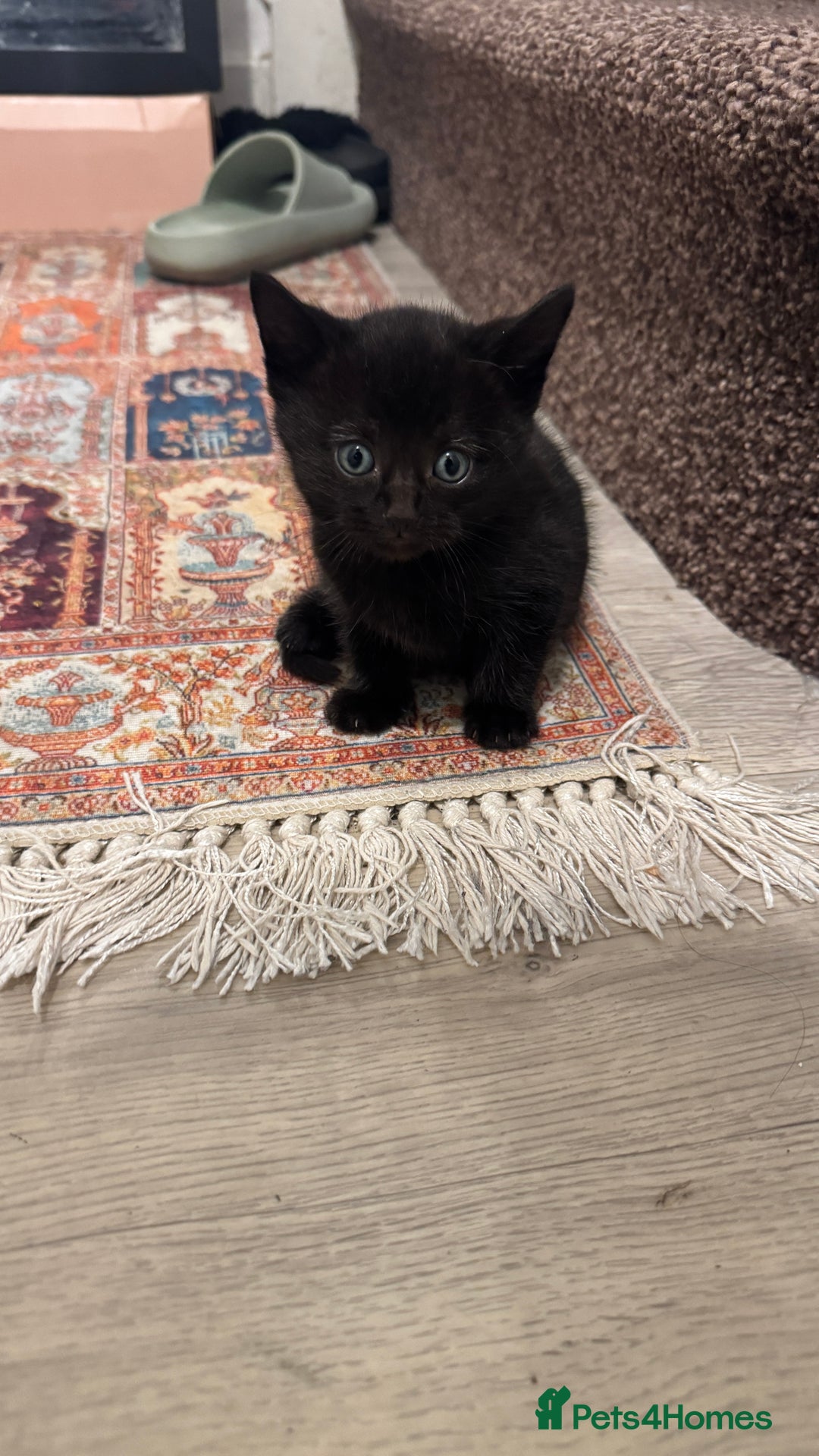 Domestic Shorthair cats for sale: 6 beautiful mixed breed kittens - Advert 5