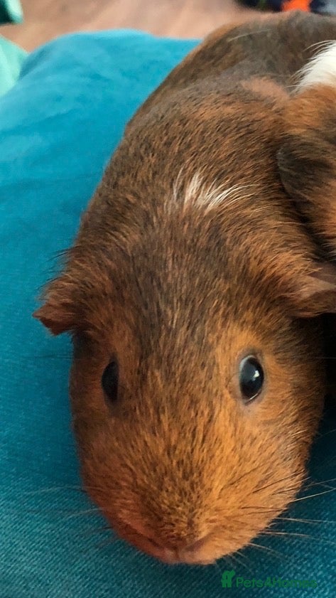 Guinea Pig rodents Single Female Guinea Pig looking for a new home - Advert 7
