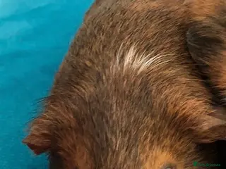 Guinea Pig rodents Single Female Guinea Pig looking for a new home - Advert 2