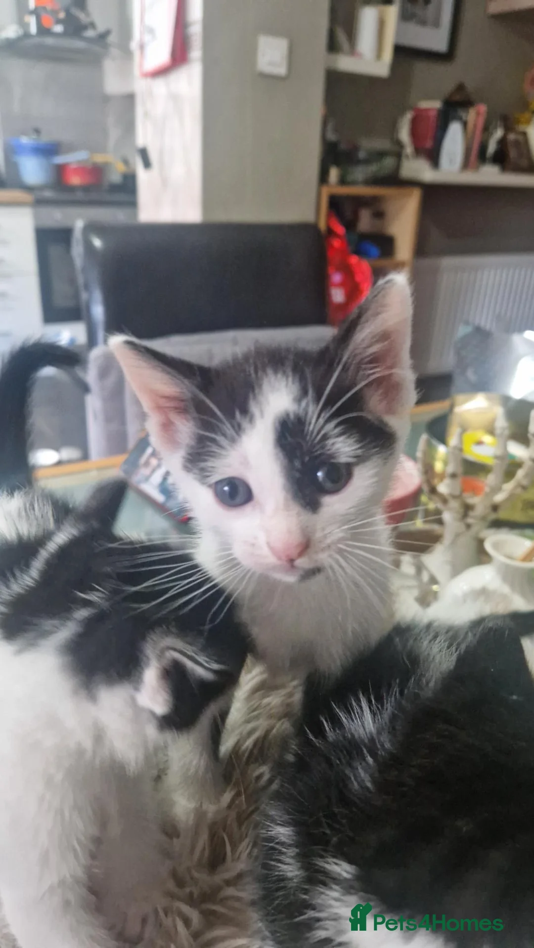 Mixed Breed cats for sale: 2 male kittens for sale - Advert 2