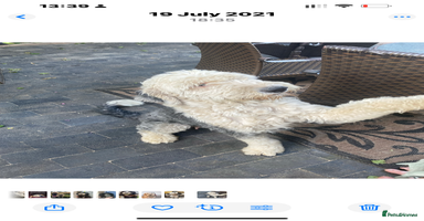 Old English Sheepdog dogs Outstanding Old English Sheepdog - Advert 3