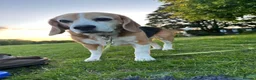 Beagle dogs for sale: ARCHIE THE BEAGLE - REHOME  in Cheltenham - Advert 1