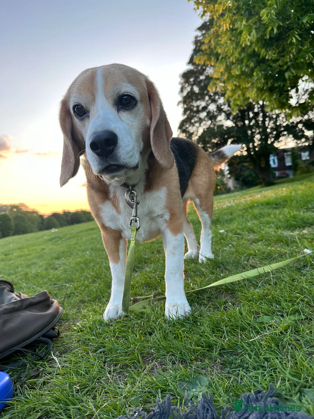 Beagle dogs for sale: ARCHIE THE BEAGLE - REHOME  in Cheltenham - Advert 1