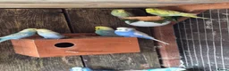 Mixed Breed birds for sale: Birds  - Advert 26