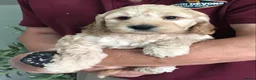 Cockapoo dogs for sale: Quality Healthy Mini Cockapoo Puppies - Advert 13