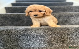 Cockapoo dogs for sale: Ready to go forever home one girl left  - Image 13