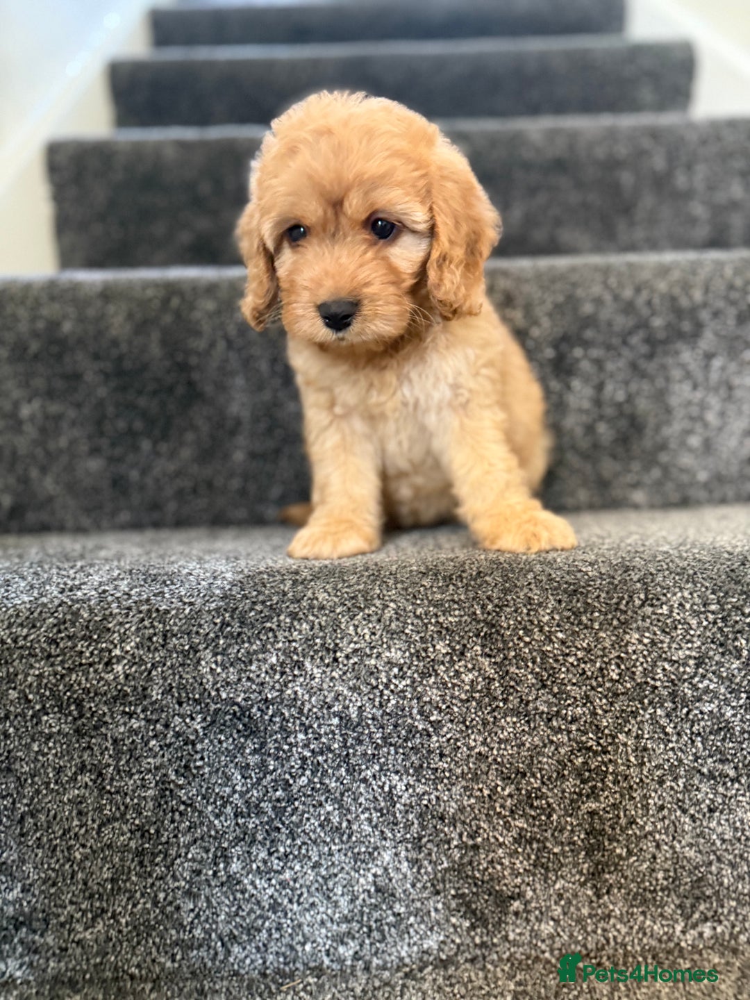Cockapoo dogs for sale: Ready to go forever home one girl left  - Image 13