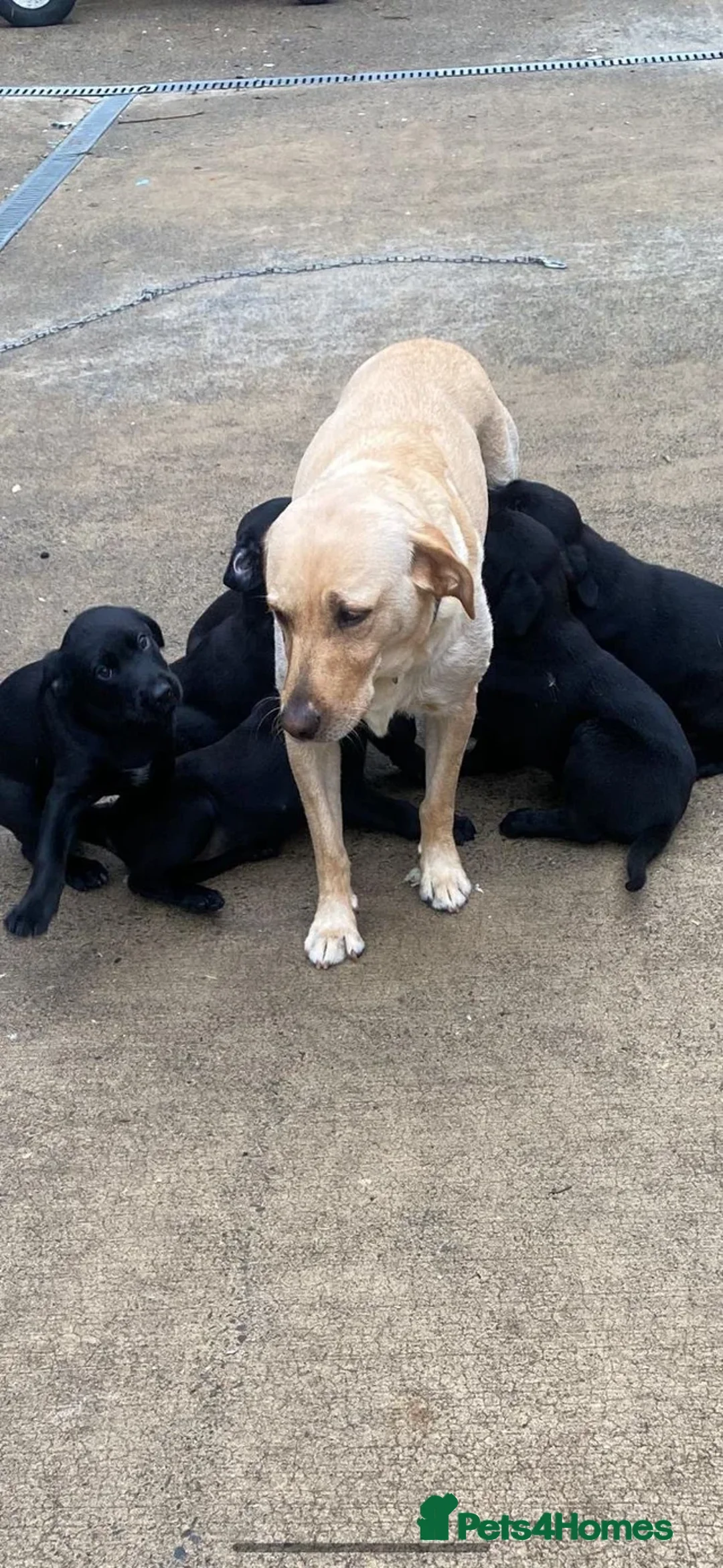 Labrador Retriever dogs for sale: 10 week old labrador  - Advert 1