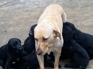 Labrador Retriever dogs 10 week old labrador - Advert 1