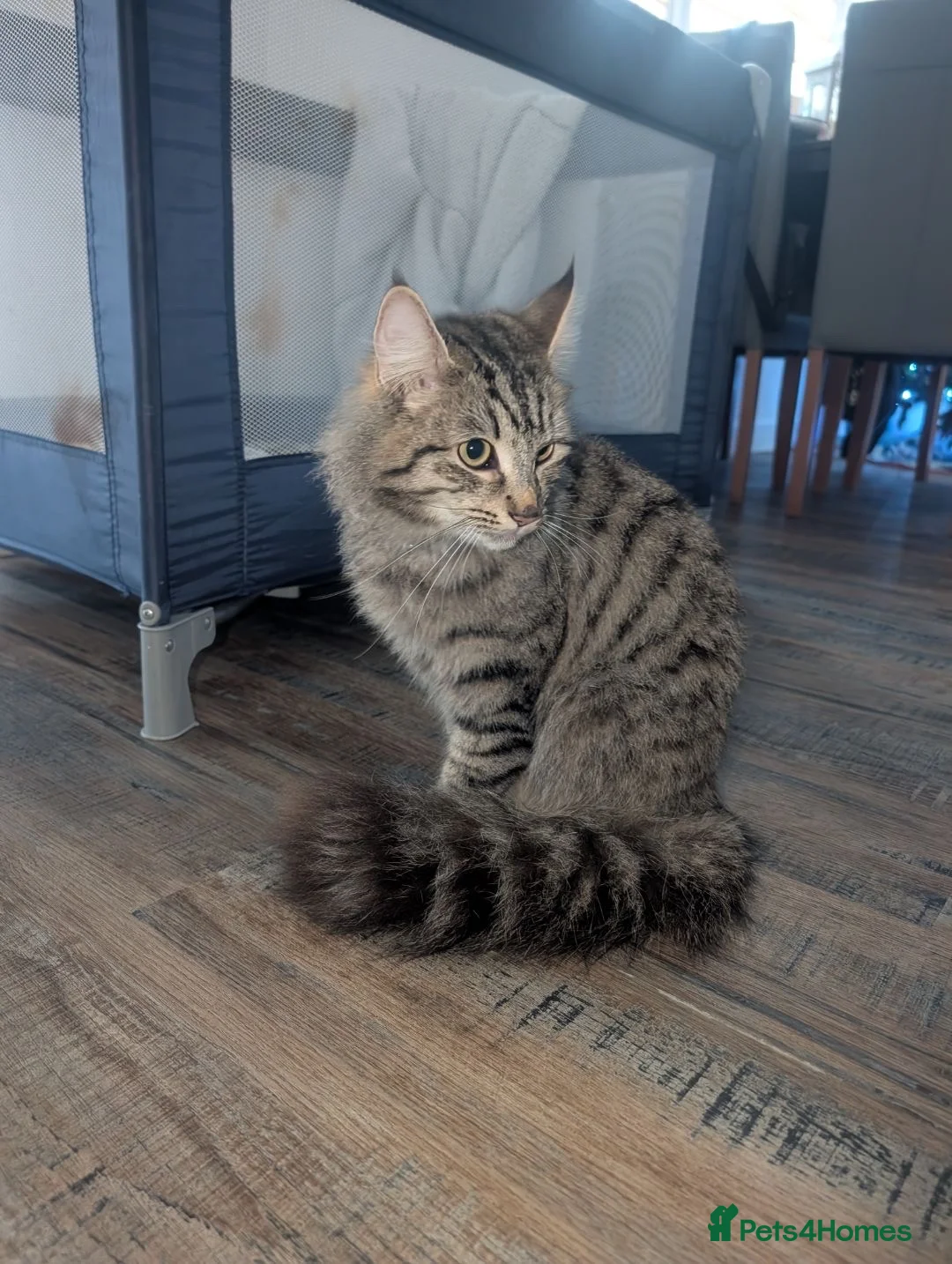 Mixed Breed cats for sale: Maine coon cross kittens  in Grays - Advert 1