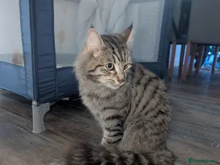 Mixed Breed cats Maine coon cross kittens - Advert 1