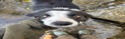Border Collie dogs for sale: Doug  - Advert 4