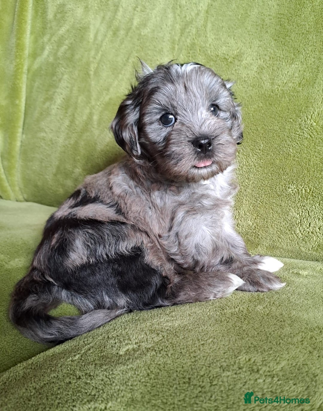 Lhasapoo dogs for sale: Lhasa Apso x Toy Poodle pups. Ready 11.09.25 - Image 6