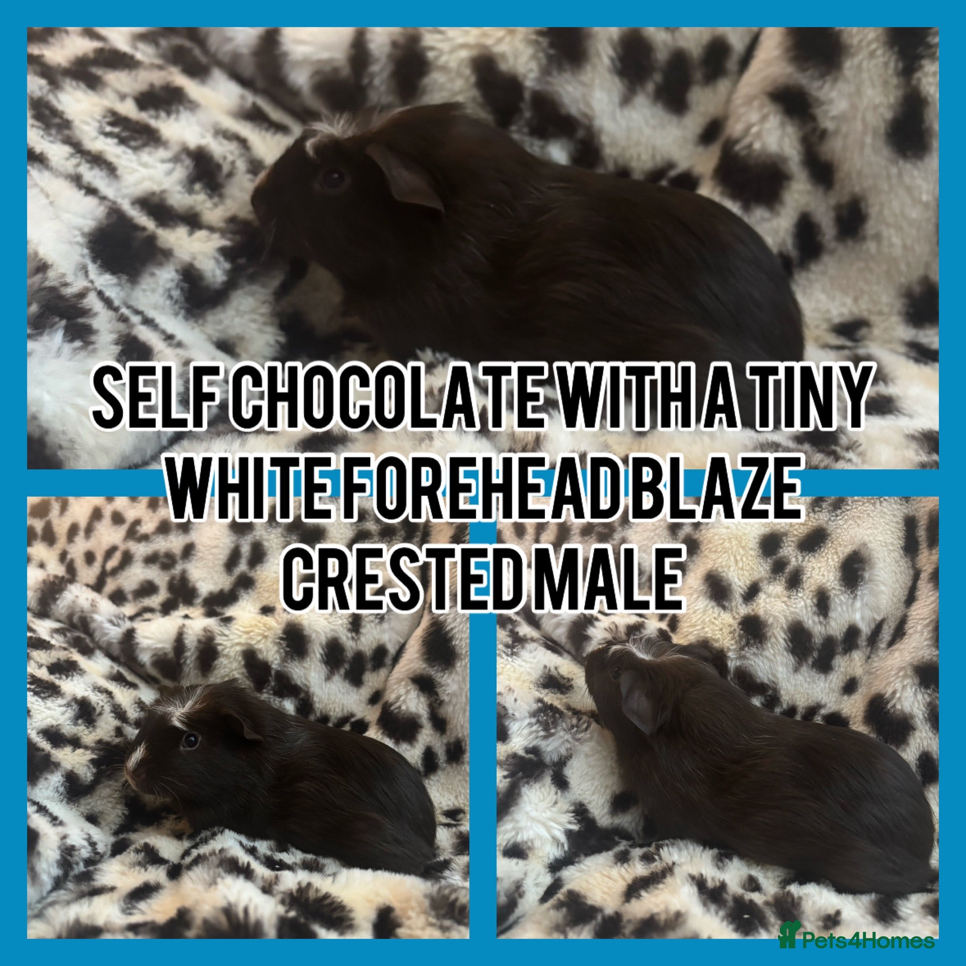 Guinea Pig rodents BABY GUINEA PIGS READY NOW  - Advert 16