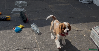 Cavalier King Charles Spaniel dogs - Advert 13