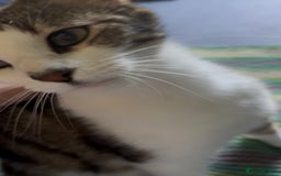 Domestic Shorthair cats for adoption: Adopt from Cats in Crisis  - Image 4