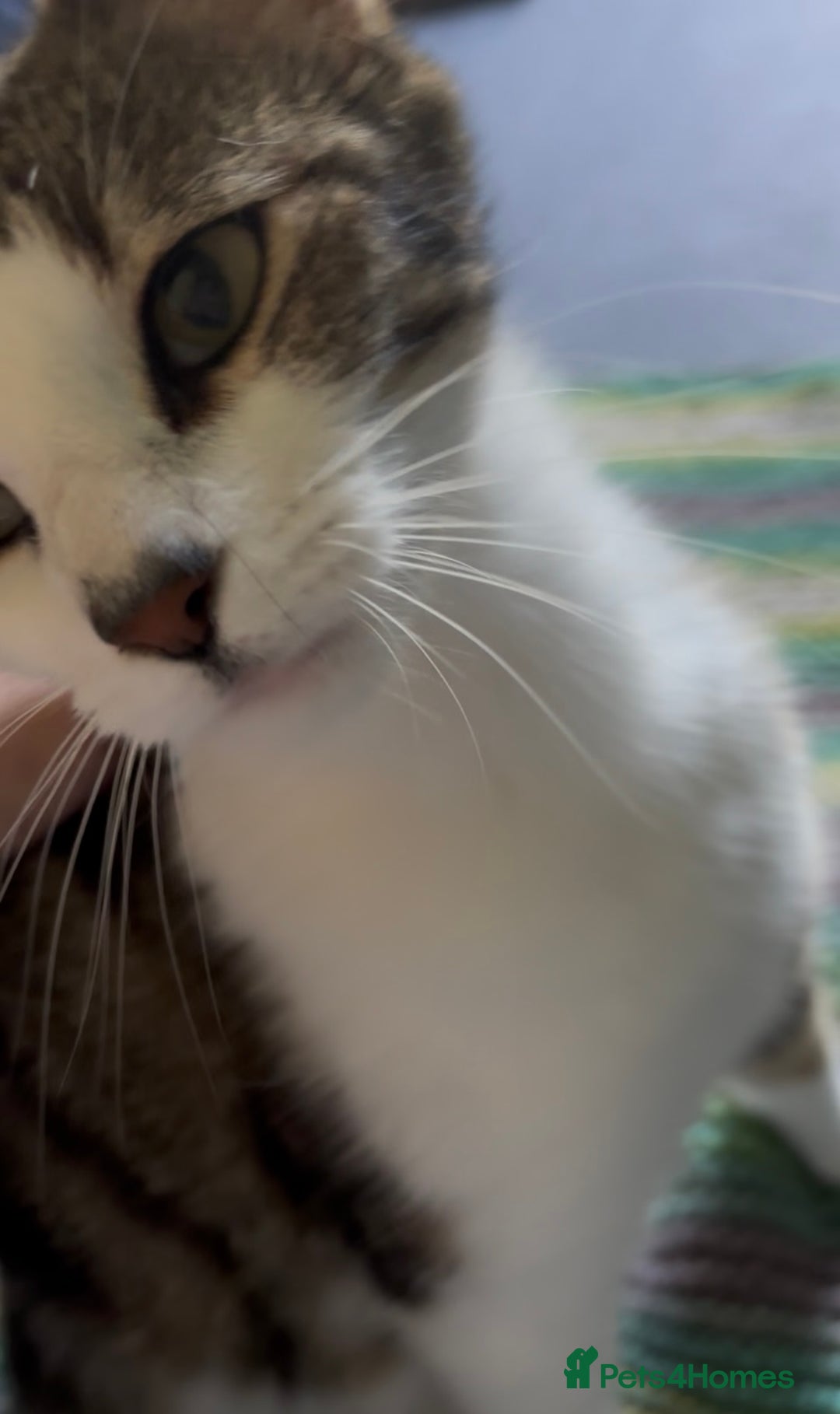 Domestic Shorthair cats for adoption: Adopt from Cats in Crisis  - Image 4