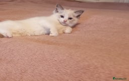Ragdoll cats for sale: Beautiful ragdolls   - Image 3